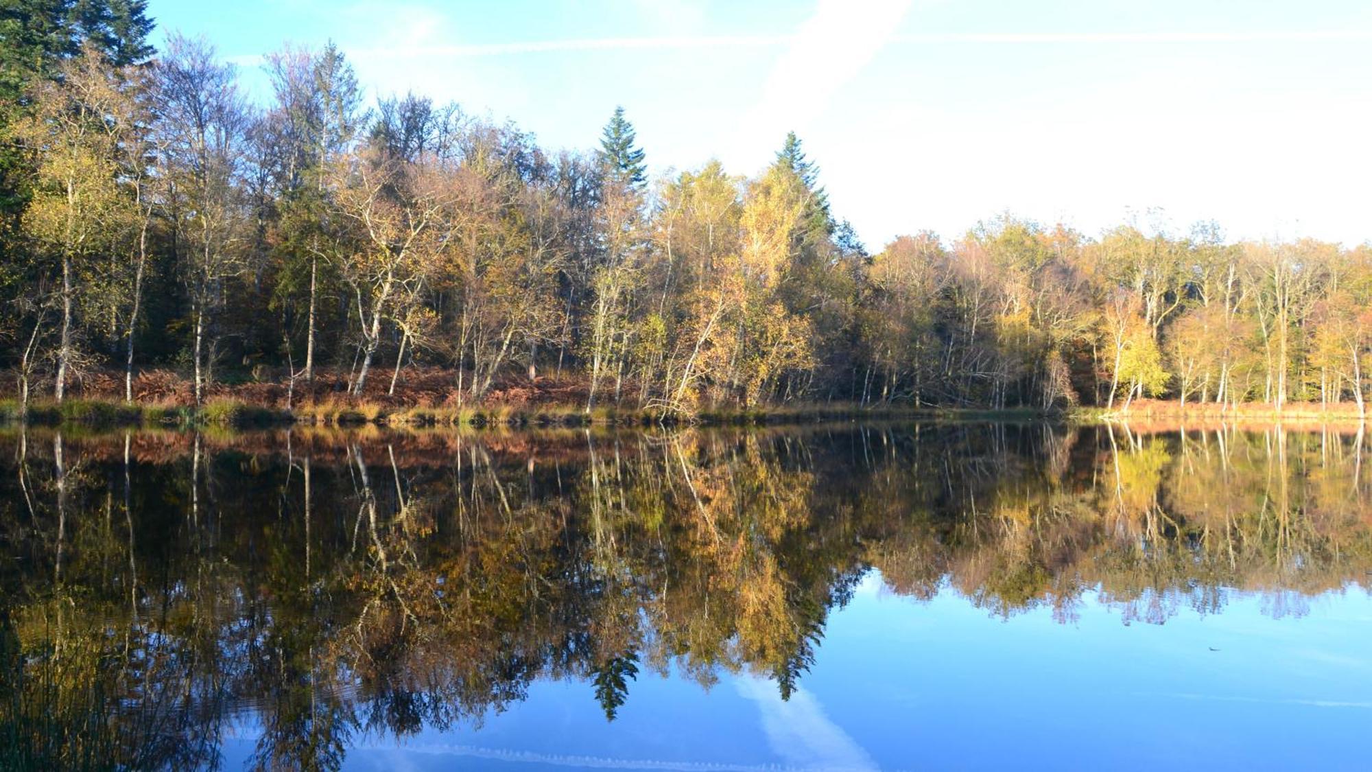 Chalet Des Aigrettes, Les 1000 Etangs La Voivre  Zewnętrze zdjęcie