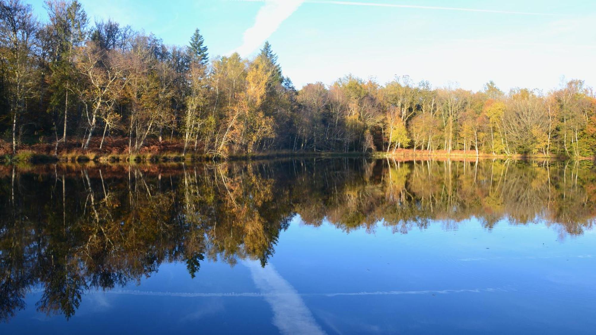 Chalet Des Aigrettes, Les 1000 Etangs La Voivre  Zewnętrze zdjęcie